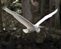 Great White Egret stock photos. Great White Egret Portrait. Image. Picture.  Bird flying. Spread wings. Stretching wings. Angelic Royalty Free Stock Photo