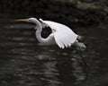 Great White Egret stock photos. Great White Egret Portrait. Image. Picture.  Bird flying. Spread wings. Stretching wings. Angelic Royalty Free Stock Photo