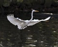 Great White Egret stock photos. Great White Egret Portrait. Image. Picture.  Bird flying. Spread wings. Stretching wings. Angelic Royalty Free Stock Photo