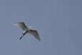 Great white egret flying with wings outspread in Florida. Royalty Free Stock Photo