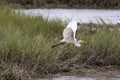 Great white egret flying with wings up over marsh grass with water in background Royalty Free Stock Photo
