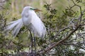 Great White Egret Royalty Free Stock Photo