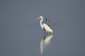 Great White Egret and Greater Yellowlegs