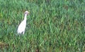 Great White Egret on Green Wet Field