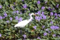 Great White Egret on Green Wet Field
