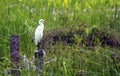 Great White Egret on Green Wet Field