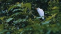 a great white egret or heron bird sitting on a branch at the rainforest jungle canopy close to a river Royalty Free Stock Photo