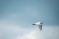 Great white egret heron flying in blue sky Royalty Free Stock Photo