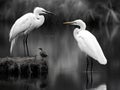 Great white egret on Hippo