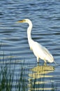 Great White Egret Hunting for Breakfast