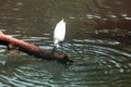 Great white Egret hunting in lake water, India