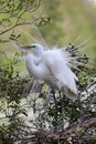 Great White Egret II Royalty Free Stock Photo