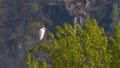 Great white egret laid on the branch at the top of the tree Royalty Free Stock Photo