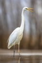 Great white Egret at lake