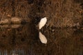 Great White Egret by lake shore with reflection in water Royalty Free Stock Photo