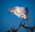 Great white egret landing on branch, wings spread Royalty Free Stock Photo