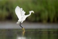 Great white egret landing on the lake water Royalty Free Stock Photo