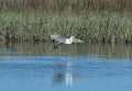 A great white egret landing in a salt-marsh. Royalty Free Stock Photo