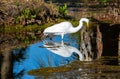 Great white egret looking at his reflection Royalty Free Stock Photo