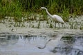 Great White Egret Looking at Reflection in Water Royalty Free Stock Photo