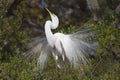 Great White Egret male mating plumage Royalty Free Stock Photo