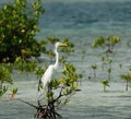 Great White Egret on mangrove tree Royalty Free Stock Photo