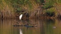 Great white egret in the marsh lake Royalty Free Stock Photo