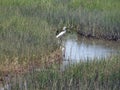 Great White Egret in Marsh Royalty Free Stock Photo