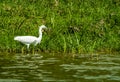 Great White Egret