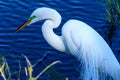 Great White Egret Mating Season Royalty Free Stock Photo