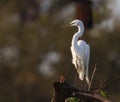 Great white egret in morning sun looking left