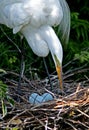 Great White Egret Mother