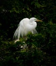 Great White Egret in Nest Royalty Free Stock Photo