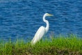 Great White Egret Padnaram Green Salt Water Marsh Dartmouth Mass Royalty Free Stock Photo