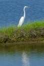 Great White Egret Padnaram Green Salt Water Marsh Dartmouth Mass Royalty Free Stock Photo