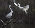 Great White Egret pair Royalty Free Stock Photo
