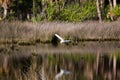 Great White Egret Pelecaniformes, Areidae Royalty Free Stock Photo