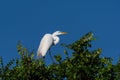 Great White perched high in the top of a tree on a sunny day Royalty Free Stock Photo
