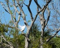 Great White Egret Stock Photo.  Bird perched with blue sky Royalty Free Stock Photo