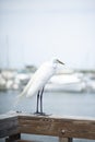 A Great White Egret perches on a pier along the Matanzas river in St. Augustine, Florida USA