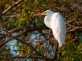 Great White Egret perching on a tree branch Royalty Free Stock Photo