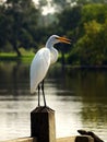 Great White Egret resting on a post in the dickinson bayou. texas Royalty Free Stock Photo