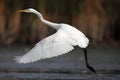 Great White Egret