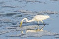 Great White Egret Plunging Beak for Food