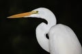 Great White Egret - Portrait Royalty Free Stock Photo