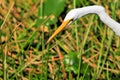 Great white egret portrait Royalty Free Stock Photo