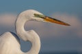 Great white egret portrait (Ardea alba), Everglades national park, Florida Royalty Free Stock Photo