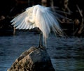A Great White Egret preening itself, while standing on a rock. Royalty Free Stock Photo