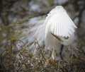 Great White Egret preening Royalty Free Stock Photo