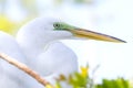 Great White Egret Profile Royalty Free Stock Photo